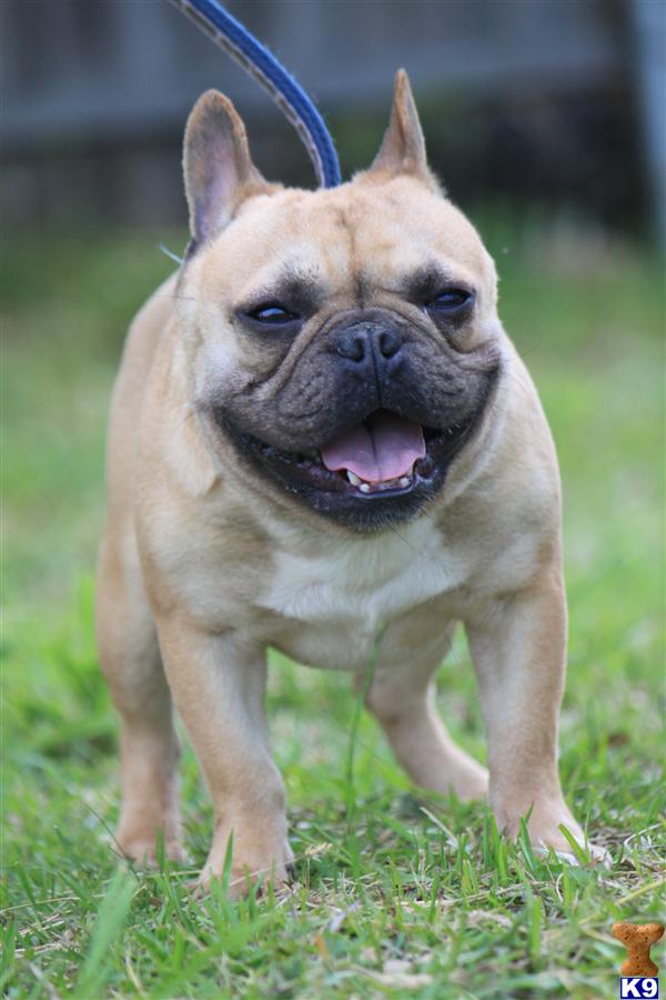 Dogs for Sale
